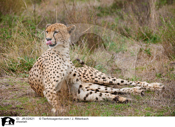 Gepard / cheetah / JR-02821