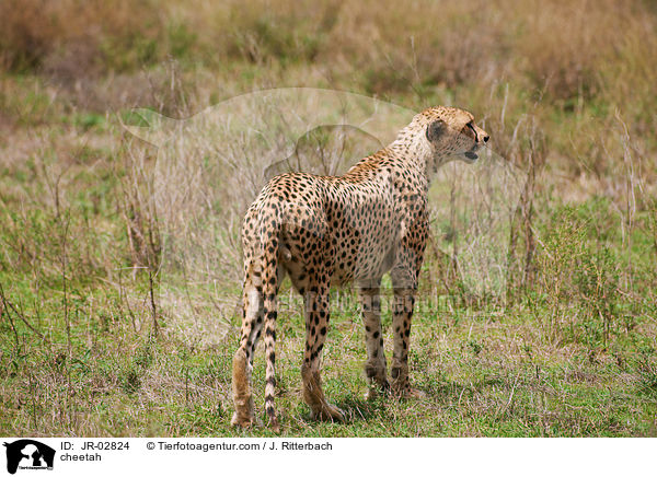Gepard / cheetah / JR-02824