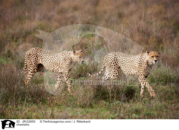 Geparden / cheetahs / JR-02850