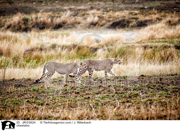 Geparden / cheetahs / JR-03624
