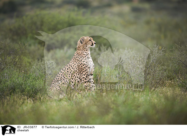 Gepard / cheetah / JR-03877