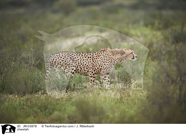 Gepard / cheetah / JR-03878