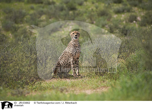 Gepard / cheetah / JR-03882
