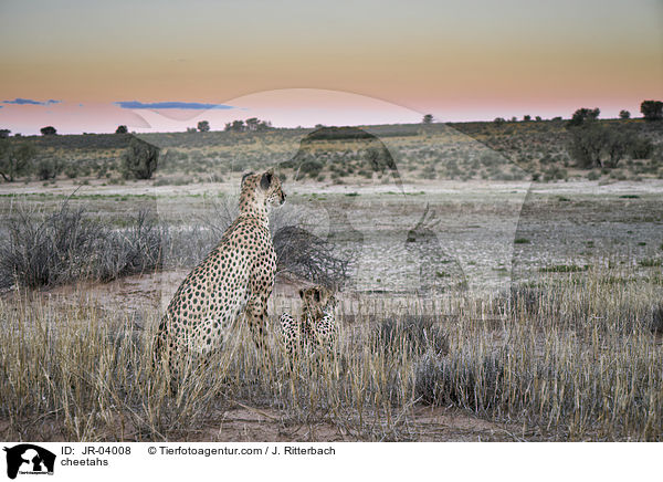 cheetahs / JR-04008