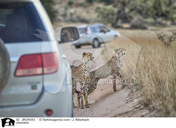 Geparden / cheetahs / JR-04043