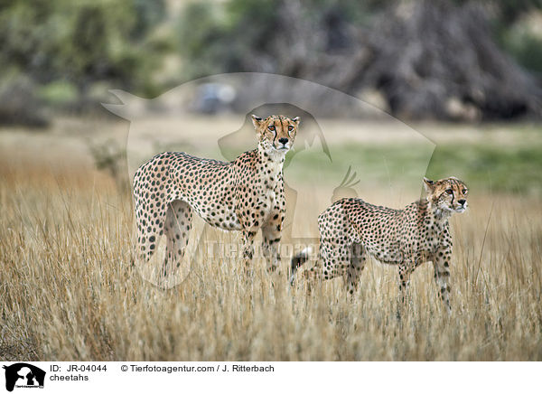 Geparden / cheetahs / JR-04044