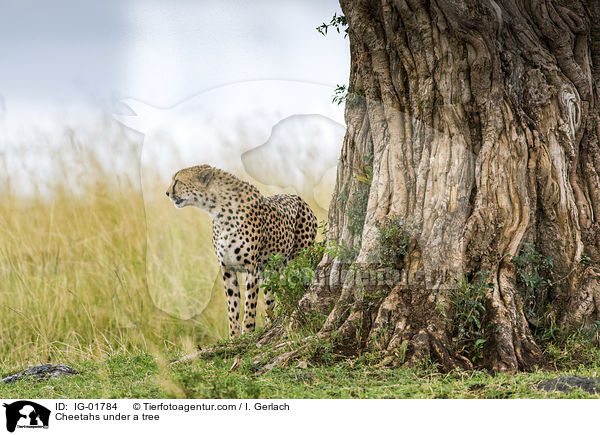 Cheetahs under a tree / IG-01784