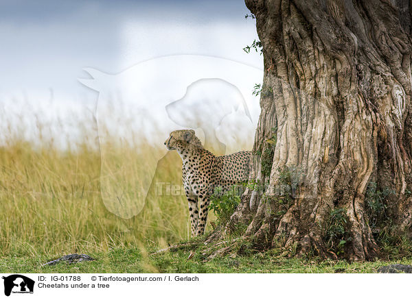 Cheetahs under a tree / IG-01788