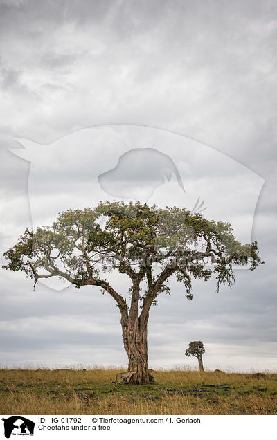 Geparden unter einem Baum / Cheetahs under a tree / IG-01792