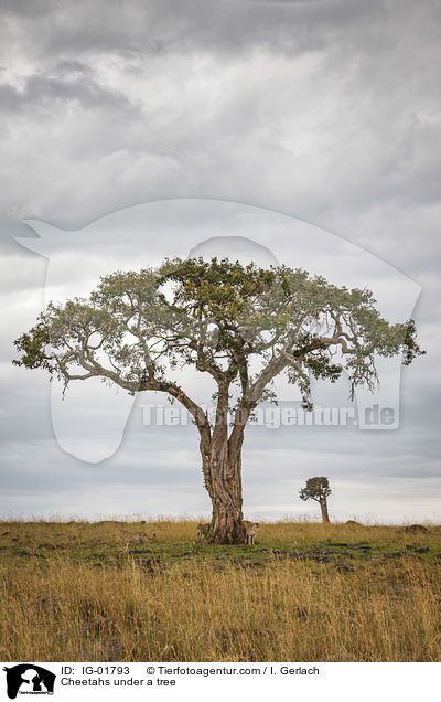 Cheetahs under a tree / IG-01793