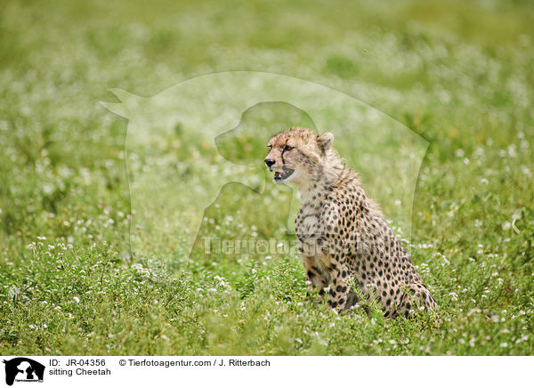 sitting Cheetah / JR-04356