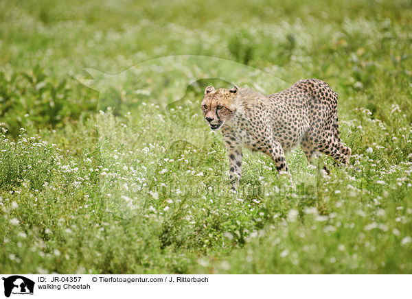 laufender Gepard / walking Cheetah / JR-04357