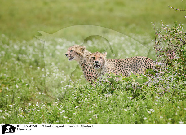 Cheetahs / JR-04359