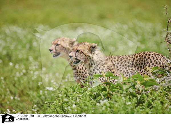 Geparden / Cheetahs / JR-04360