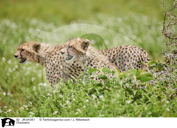 Cheetahs / JR-04361
