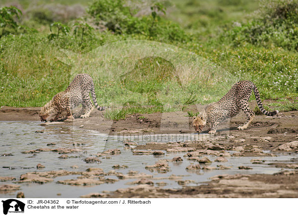 Cheetahs at the water / JR-04362