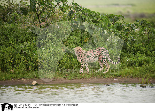 Gepard am Wasser / Cheetah at the water / JR-04364