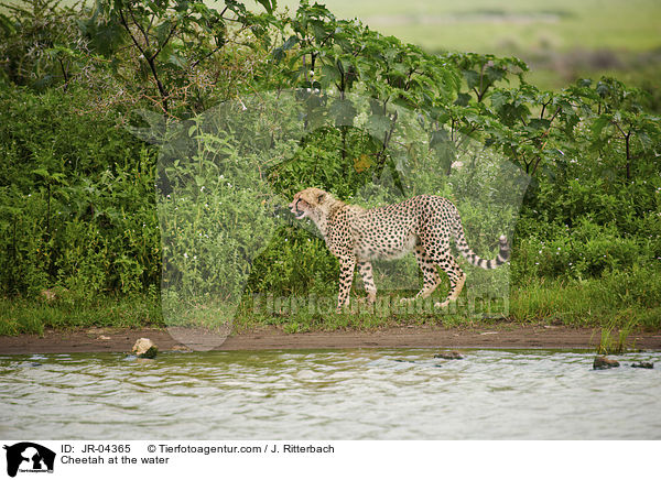 Gepard am Wasser / Cheetah at the water / JR-04365