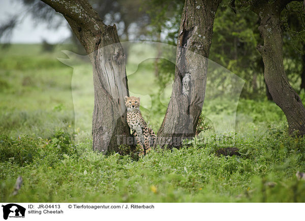 sitting Cheetah / JR-04413