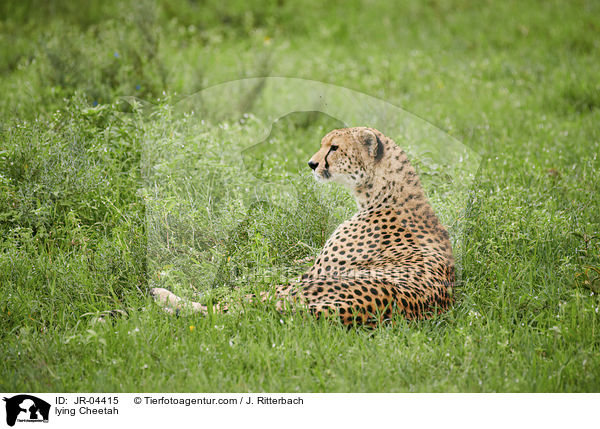 lying Cheetah / JR-04415