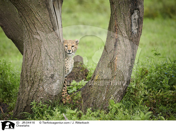 Cheetahs / JR-04416