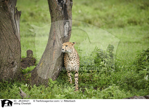 sitting Cheetah / JR-04421
