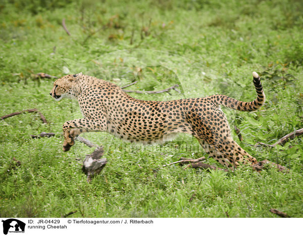 running Cheetah / JR-04429