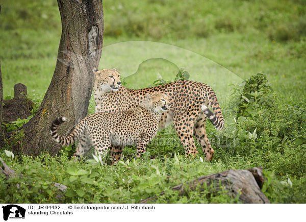 standing Cheetahs / JR-04432