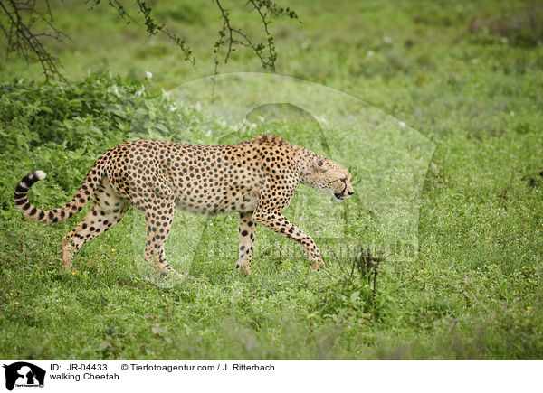 walking Cheetah / JR-04433