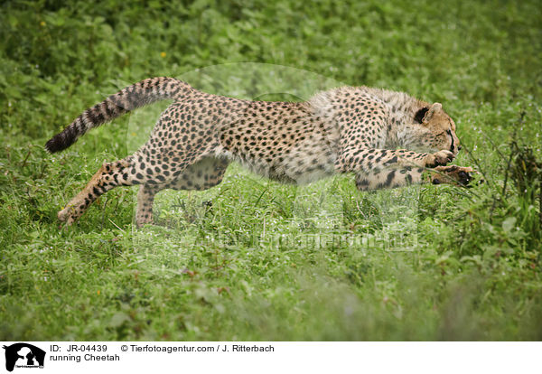 rennender Gepard / running Cheetah / JR-04439