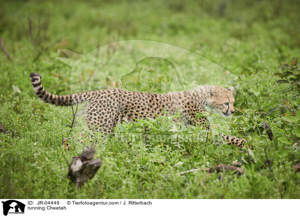 rennender Gepard / running Cheetah / JR-04449