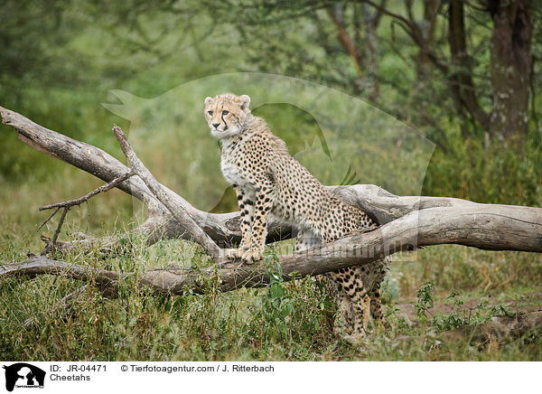 Cheetahs / JR-04471