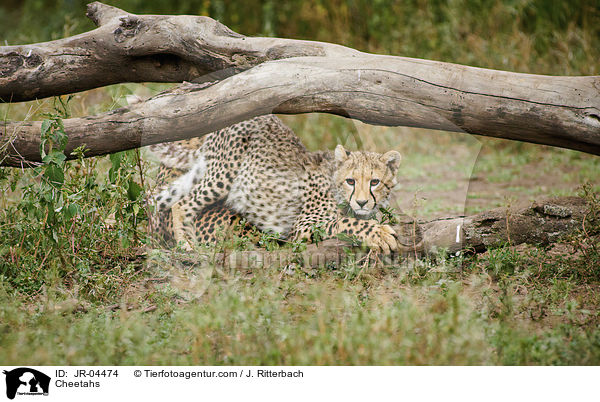 Geparden / Cheetahs / JR-04474