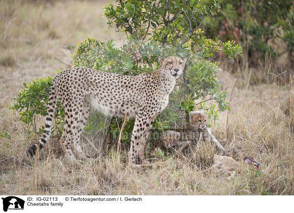 Cheetahs family / IG-02113