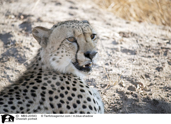 Cheetah portrait / MBS-20583
