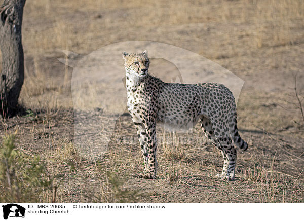 stehender Gepard / standing Cheetah / MBS-20635