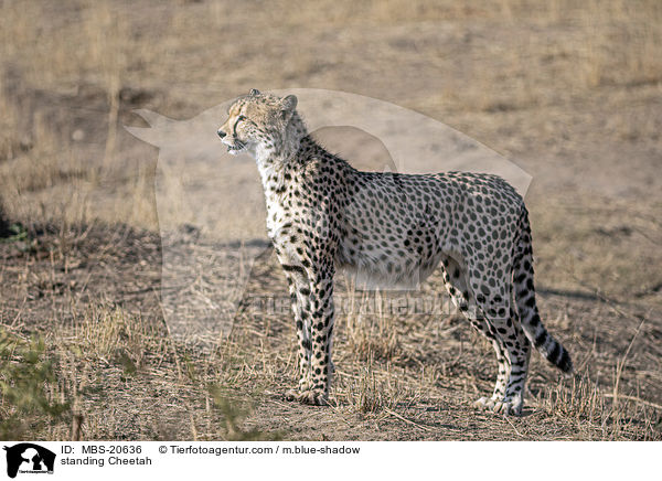 stehender Gepard / standing Cheetah / MBS-20636