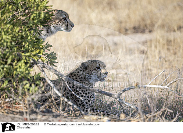 Geparden / Cheetahs / MBS-20639