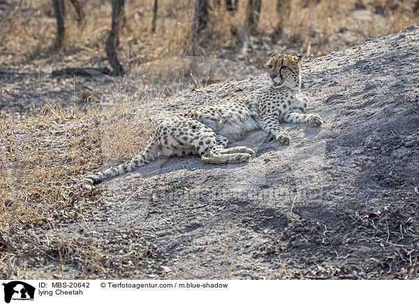 liegender Gepard / lying Cheetah / MBS-20642