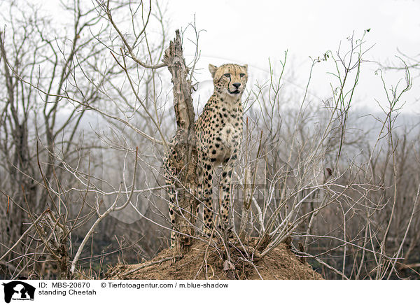 stehender Gepard / standing Cheetah / MBS-20670