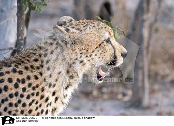 Gepard Portrait / Cheetah portrait / MBS-20672