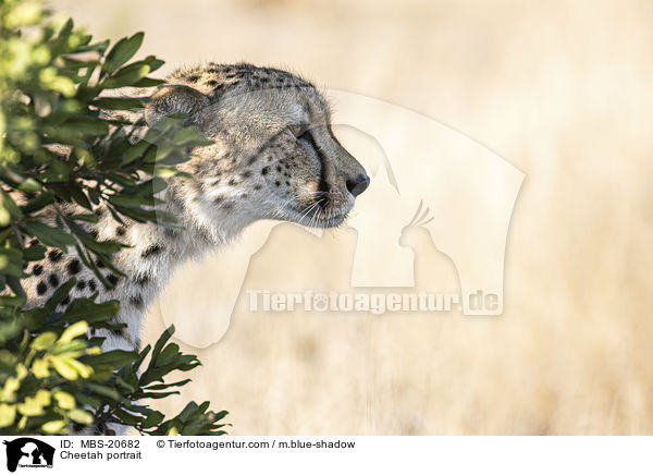 Cheetah portrait / MBS-20682
