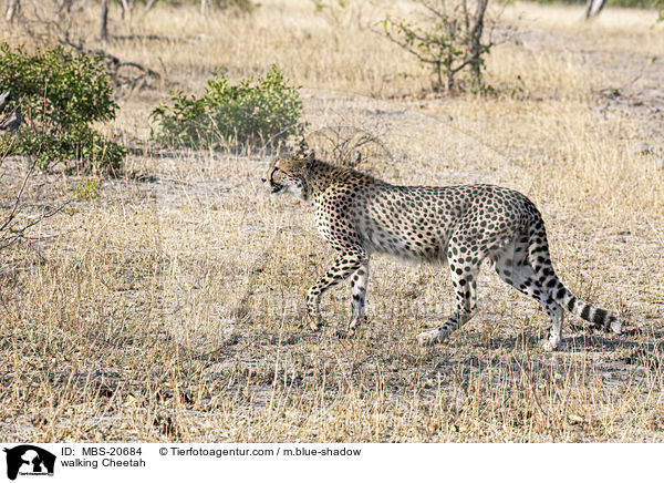 walking Cheetah / MBS-20684