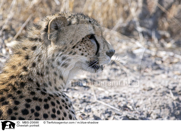 Cheetah portrait / MBS-20686