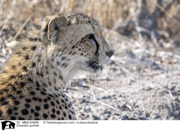Gepard Portrait / Cheetah portrait / MBS-20686