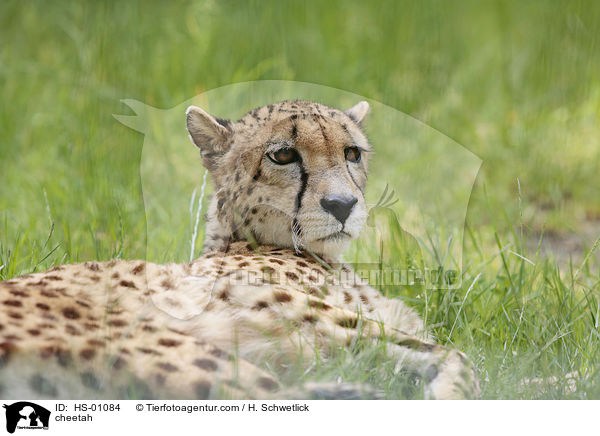 cheetah / HS-01084