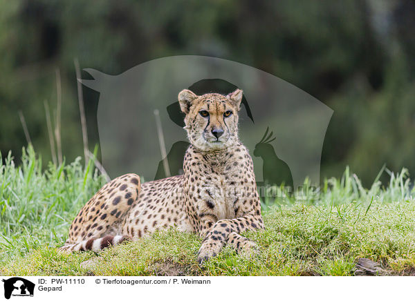 Gepard / Gepard / PW-11110