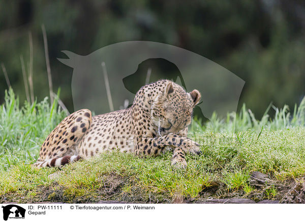 Gepard / Gepard / PW-11111