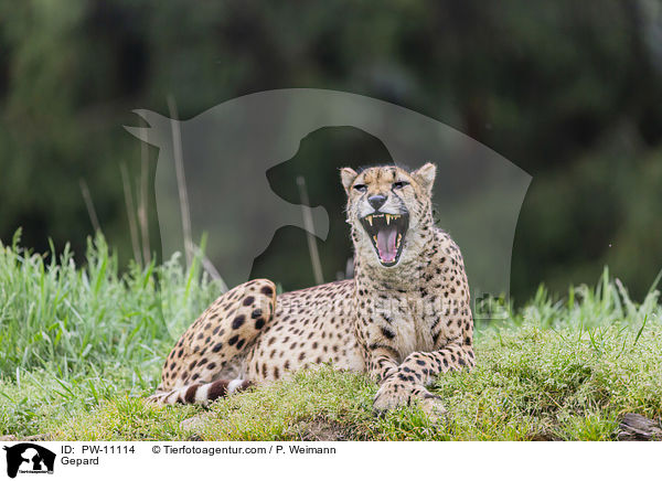 Gepard / Gepard / PW-11114