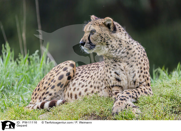Gepard / Gepard / PW-11116